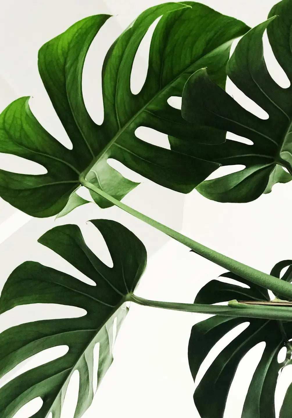 Vibrant green monstera deliciosa leaves with distinctive natural splits and glossy texture.